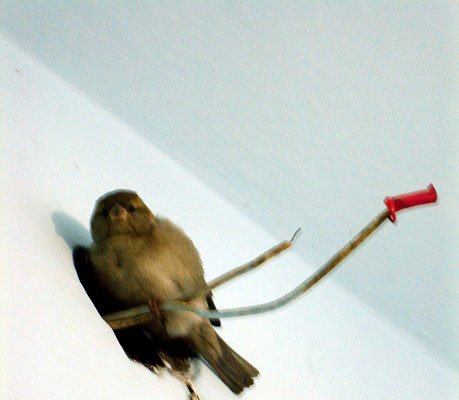 A House for a Sparrow
