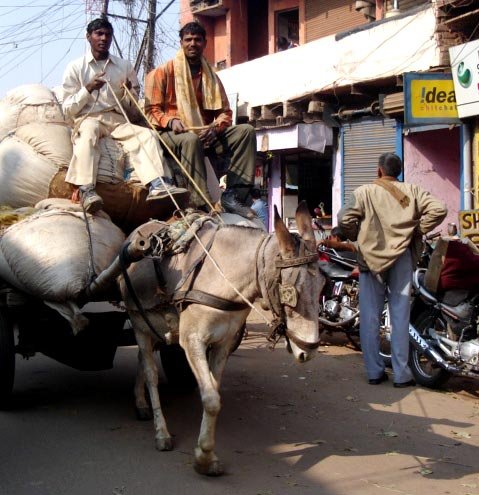 Pony Cart