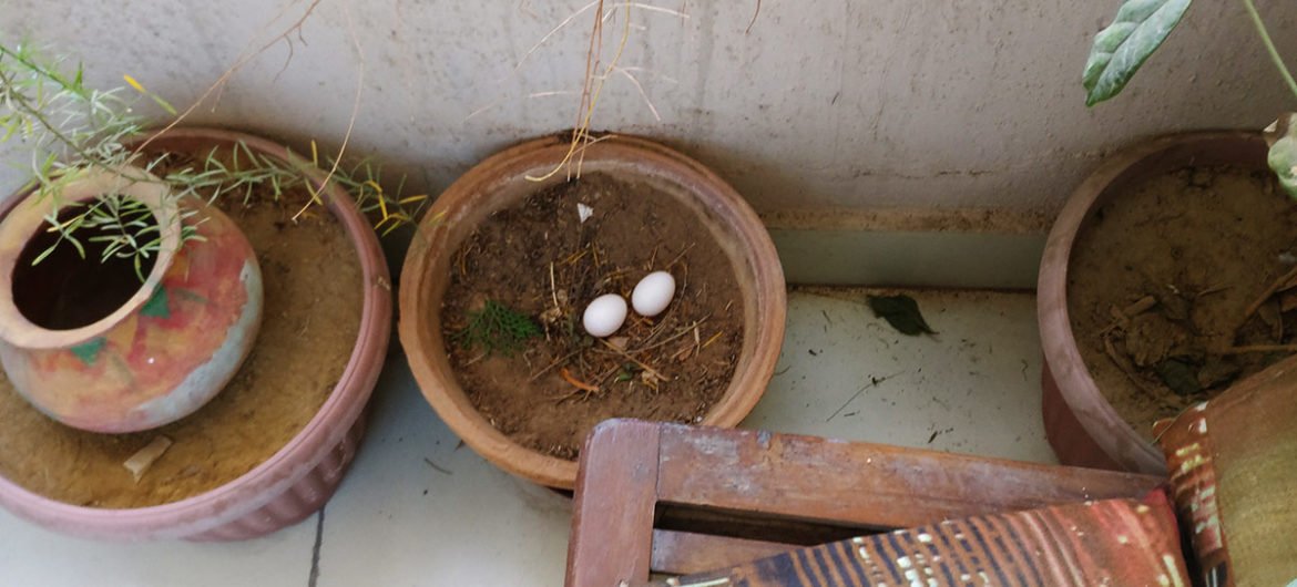 Pigeon eggs